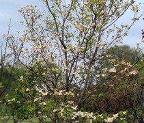 Cornus Florida