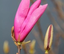 Magnolia Betty