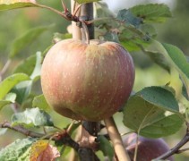 Malus domestica 'Rode Boskoop'