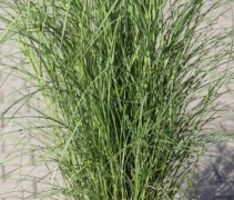 Miscanthus sinensis 'Kleine Silberspinne'