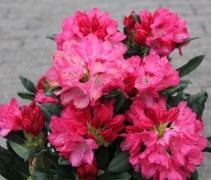 Rododendron 'Cosmopolitan' met felroze bloemen
