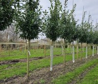 Prunus laurocerasus 'Novita' - Laurierkers - 18-20 cm omtrek. 200 cm stam 350-400 cm hoog febr 2024