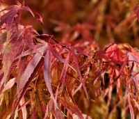 Acer palmatum 'Scolopendrifolium' - Japanse Esdoorn 'Scolopendrifolium' - 1