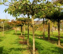 Juglans regia