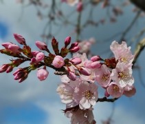 Prunus sargentii 'Rancho' 