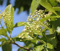 Viburnum Sieboldii