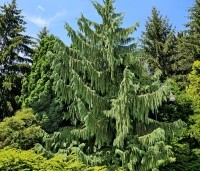 Chamaecyparis nootkatensis 'Pendula' - Treurcypres - 1