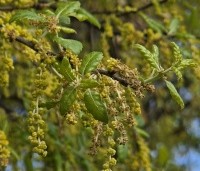 Quercus suber - Kurkeik - bloeiwijze