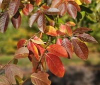 Lagerstroemia indica 'Rosea' - Indische sering - 3
