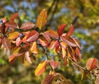 Lagerstroemia indica 'Rosea' - Indische sering - 4