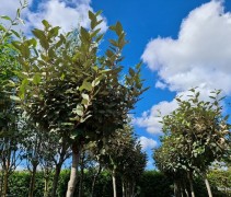 Elaeagnus ebbingei
