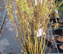 Salix babylonica 'Tortuosa' struikvorm in pot