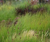 Siergrassen in vele soorten