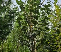Tilia cordata 'Greenspire' - Winterlinde 'Greenspire' - augustus 2024