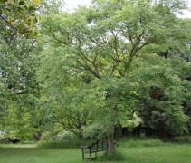 Chinese Vernisboom met bankje, toepassing in achtertuin