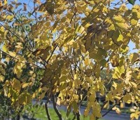 Cladrastis kentukea - Geelhout - 2