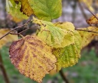 Corylus avellana 'Aurea' - Goudhazelaar - herfst