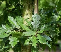 Quercus cerris - Moseik - 2