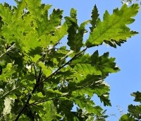 Quercus cerris - Moseik - 3
