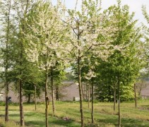Sneeuwklokjesboom 'Carolina'