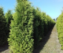 Thuja occidentalis Brabant