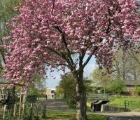 Prunus serrulata 'Kanzan' - Sierkers, kanzan - 3