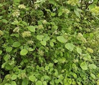Viburnum lantana - Wollige sneeuwbal - 1