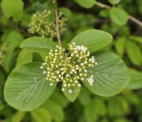 Viburnum lantana - Wollige sneeuwbal - 2