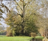 Fraxinus excelsior - Es - 1