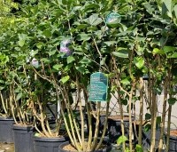 Syringa vulgaris 'Andenken an Ludwig Spath' - Gewone syring - 1