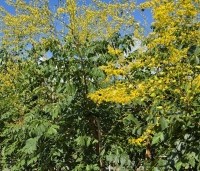 Koelreuteria paniculata - Chinese vernisboom - 3