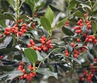 Ilex 'Nellie R. Stevens' - Amerikaanse hulst - 1