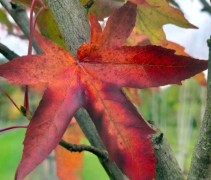 Liquidambar 'Stared'