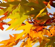 Platanus Orientalis
