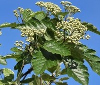 Sorbus intermedia 'Brouwers' - Zweedse Lijsterbes - 4