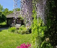 Wisteria floribunda 'Macrobotrys' - Blauwe regen - 5