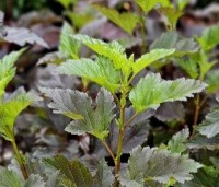 Physocarpus opulifolius 'Summer Wine' - Blaasspiraea 'Summer Wine' - 1