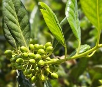 Ilex 'Nellie R. Stevens' - Amerikaanse hulst - 1
