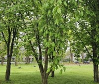 Aesculus hippocastanum - Witte paardenkastanje - 1
