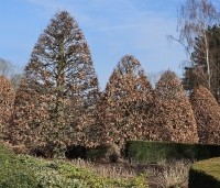 Fagus sylvatica - Groene beuk - winterbeeld