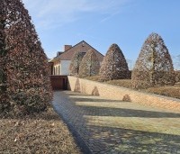 Fagus sylvatica - Groene beuk - 3