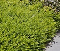 Lonicera nitida Maigrun - Struikkamperfoelie - 4