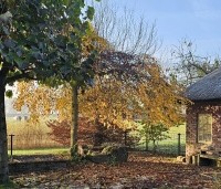 Carpinus betulus 'Pendula' - Treur haagbeuk - parasolboom november 2024