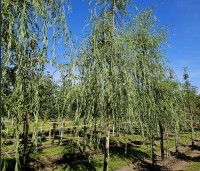 Salix sepulcralis 'Chrysocoma' - Treurwilg - 1