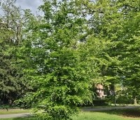Fagus sylvatica - Groene beuk - beveerd