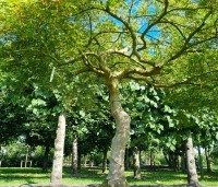 Acer palmatum 'Dissectum' - Japanse esdoorn 'Dissectum' - 4