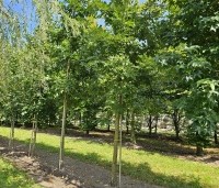 Quercus cerris - Moseik - kwekerij THB perceel Vaassen aug 2025