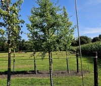 Crataegus monogyna - Eenstijlige meidoorn - 1