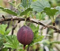 Ribes uva-crispa 'Hinnonmacky Röd' - Rode kruisbes 'Hinnonmacky Röd' - 2