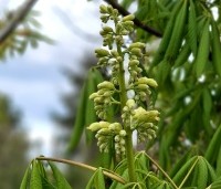 Aesculus flava 'Vestita' - Amerikaanse paardenkastanje, Gele pavia - 2